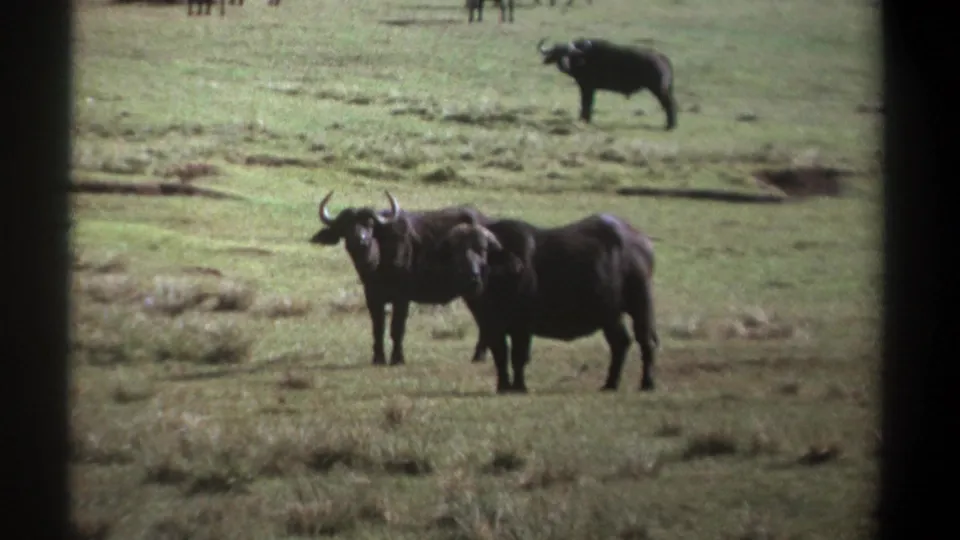 1969 Kenya 8mm frame of African buffalo standing alert in grassland, with another buffalo farther back.