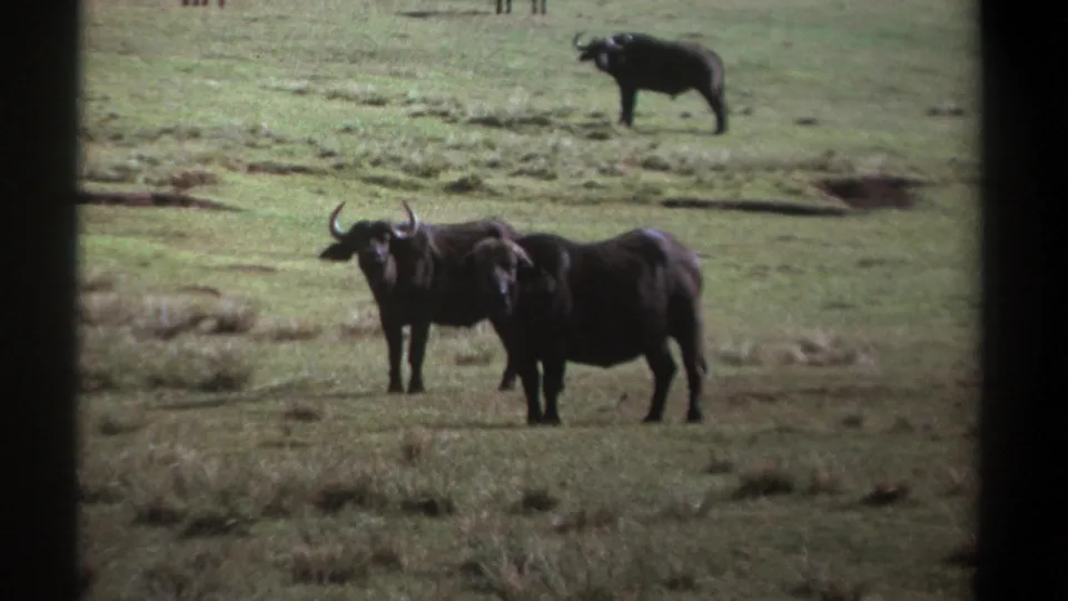 1969 Kenya 8mm frame with two African buffalo in the foreground and a third animal in the grassy background.