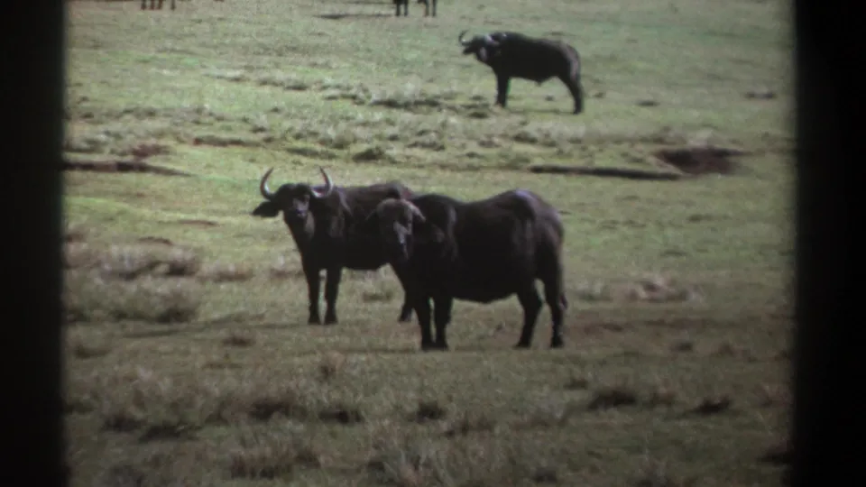 1969 Kenya 8mm frame showing African buffalo standing alert in grassland, with one animal farther back.