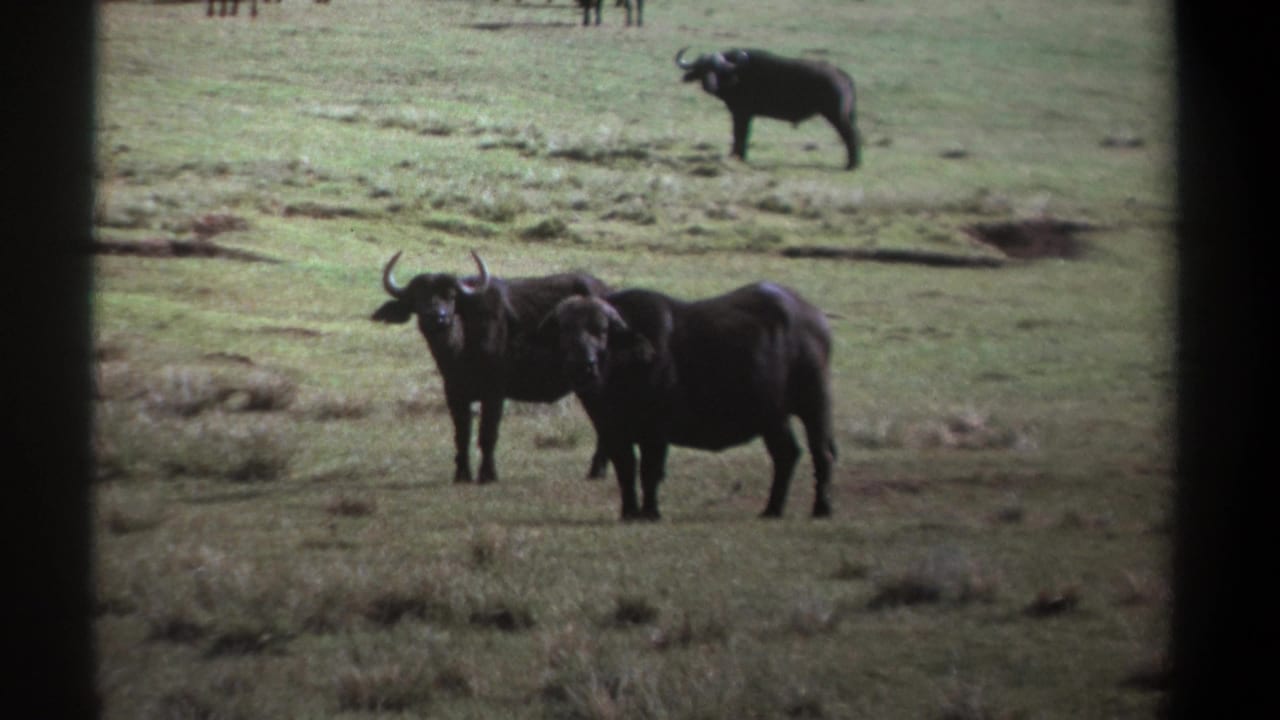 Several African buffalo stand and graze in an open grassy field.