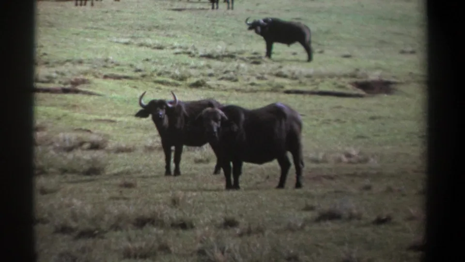 1969 Kenya 8mm frame showing dark African buffalo with curved horns in a grassy field, with distant animals and trees beyond.