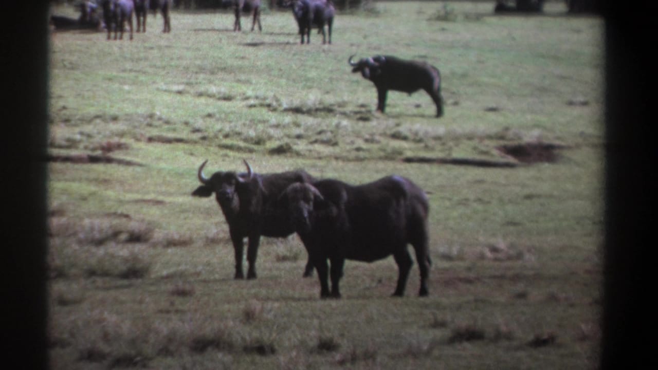 1969 Kenya home-movie frame with two foreground buffalo and a lone buffalo in the distance across a sunlit grass field.