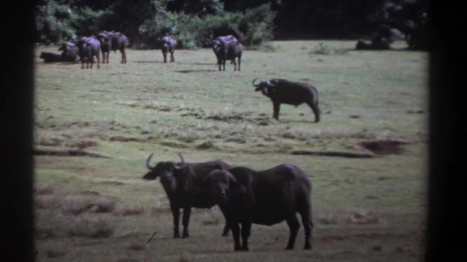 Vintage 8mm Kenya frame showing buffalo spread across open grass, with a small group near the trees and two animals in front.