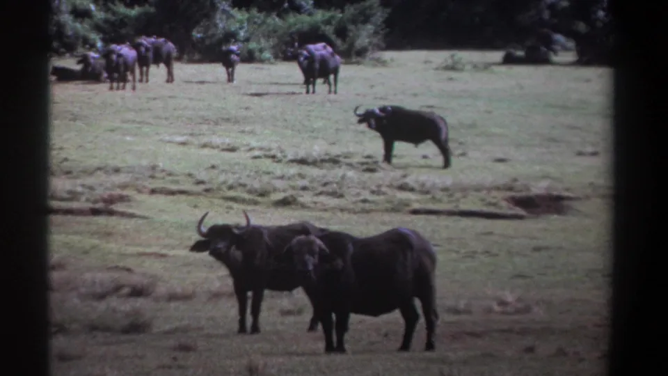 1969 Kenya 8mm frame of two dark buffalo standing close in the foreground, with additional buffalo farther back near shrubs.
