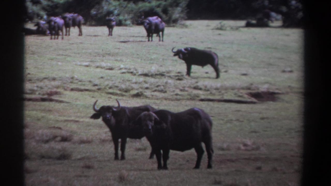 Several African buffalo stand and graze in a grassy field with trees in the background.