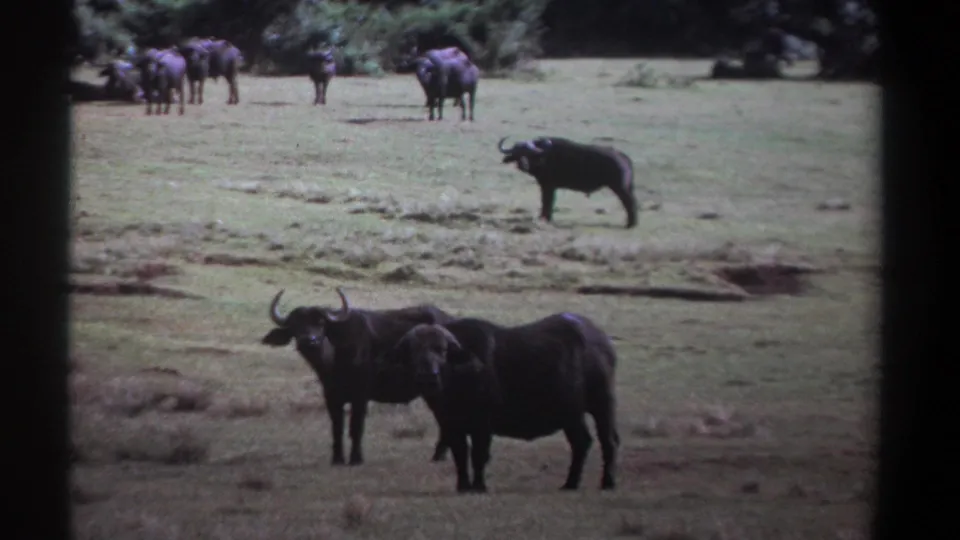 1969 Kenya 8mm frame showing African buffalo in open grassland, with two animals prominent and more herd members near the tree line.