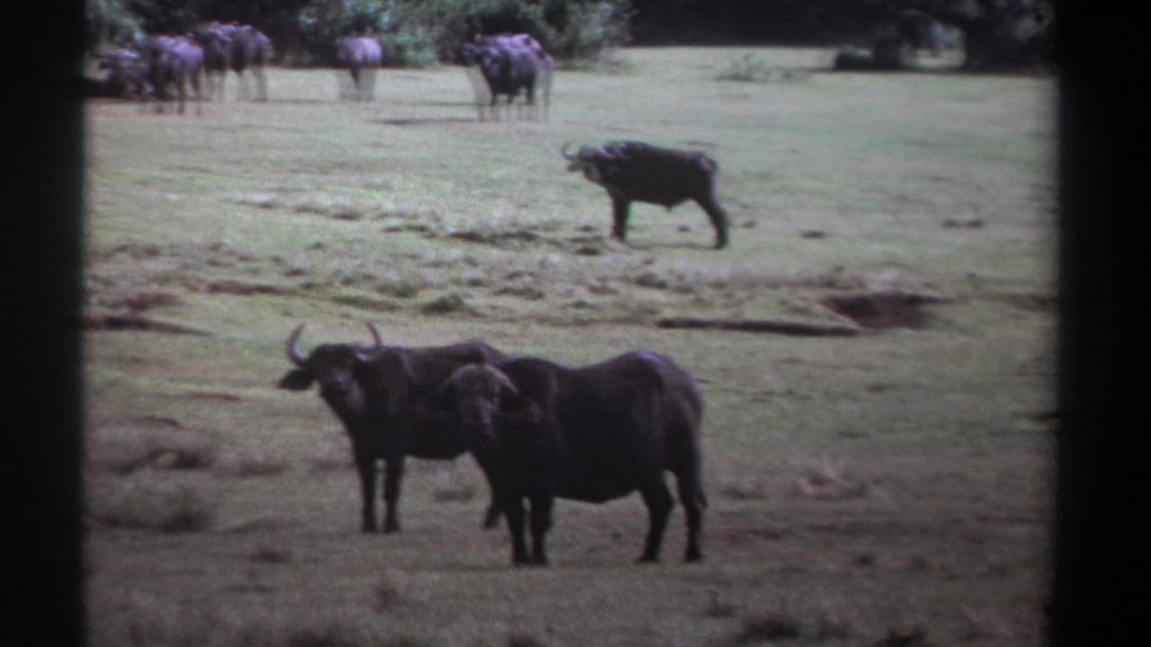 1969 Kenya 8mm frame with African buffalo spread across grassland, including a separated midground animal and a herd near the trees.