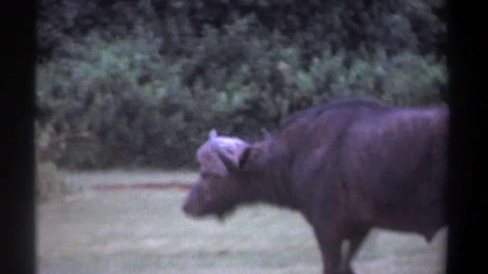 1969 Kenya 8mm frame showing a close, partially cropped African buffalo moving past the camera against a green wooded background.