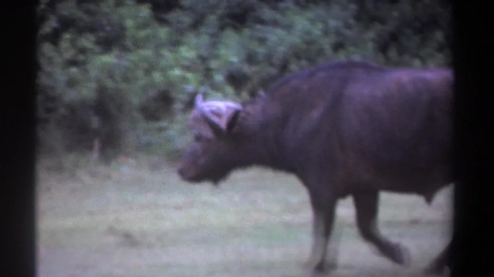1969 Kenya 8mm frame showing a side view of an African buffalo walking through grass, with trees behind and the body cropped at frame edge.