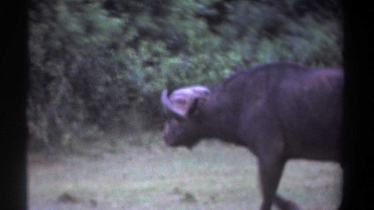 1969 Kenya 8mm frame showing an African buffalo in side profile moving across pale grass before dense green trees.