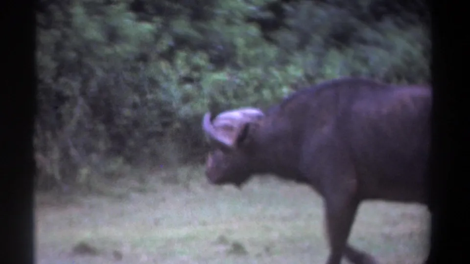 1969 Kenya 8mm frame showing an African buffalo in side profile moving across pale grass before dense green trees.