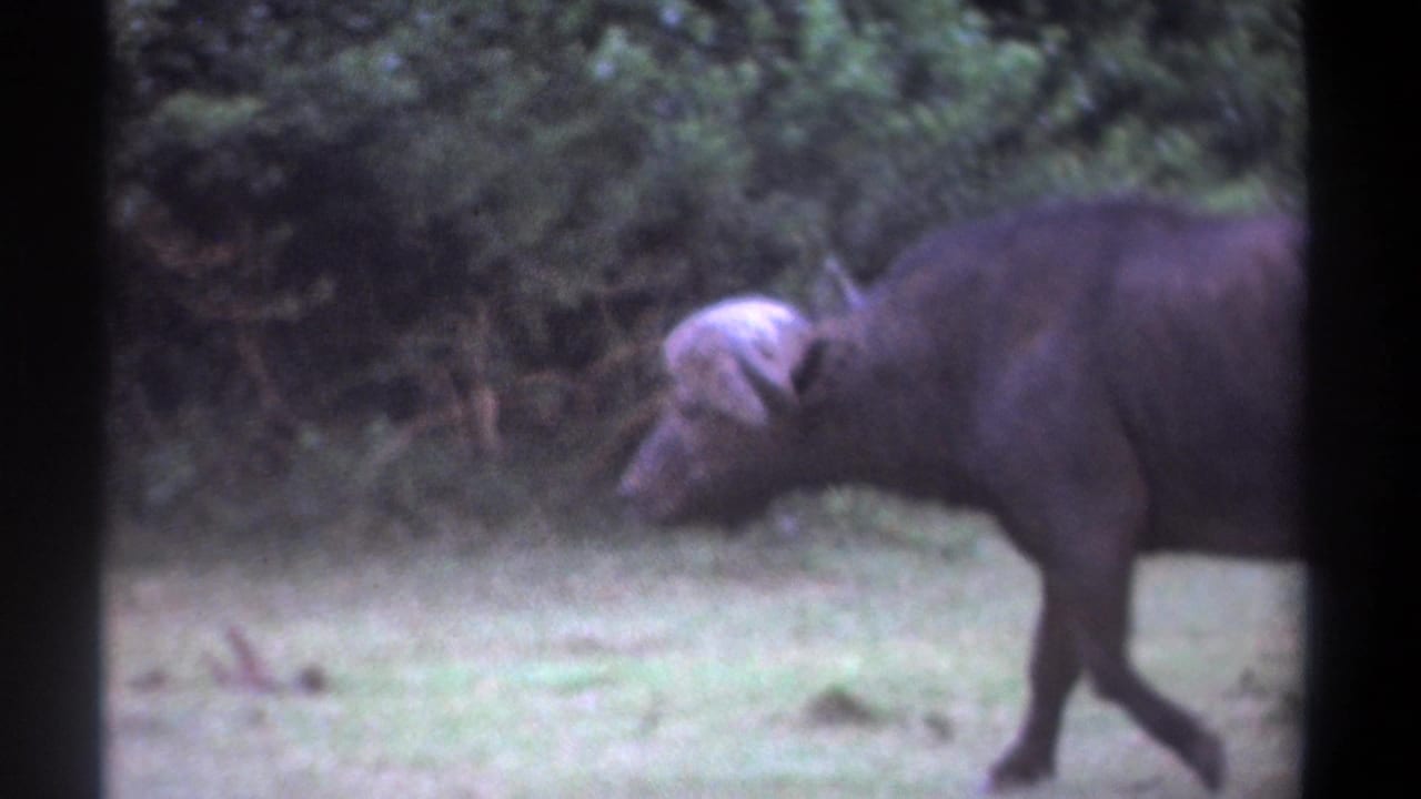 Buffalo partly in frame, walking beside a tree-lined grassy area.