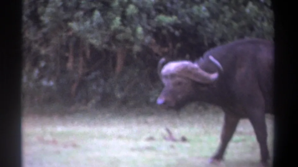 1969 Kenya 8mm frame showing the buffalo closer to camera in side view, with curved horns and wooded vegetation behind.