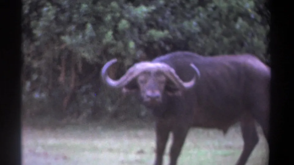 1969 Kenya 8mm frame of an African buffalo turned toward the camera, horns spread wide against a green tree backdrop.