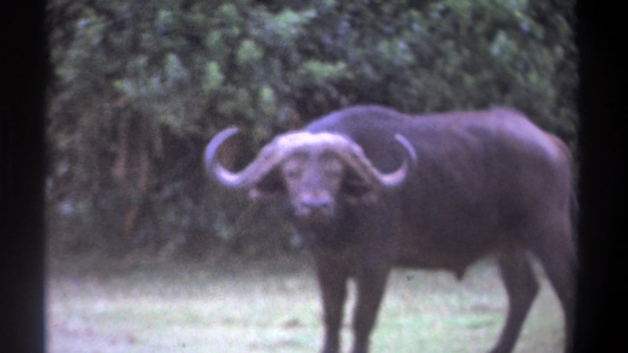 1969 Kenya 8mm frame of an African buffalo facing the camera in a meadow, with dense green trees and dark film borders.