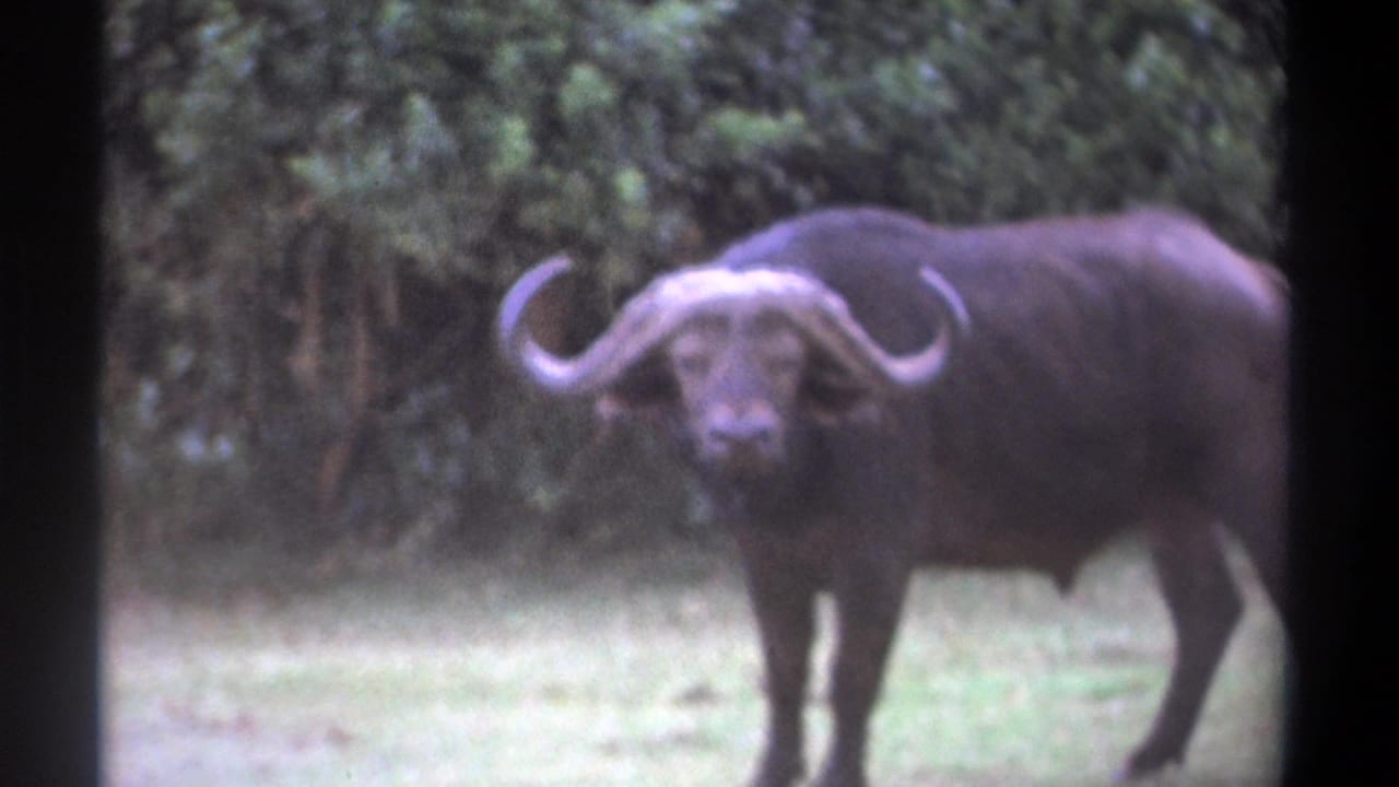 1969 Kenya 8mm frame showing a buffalo watching the camera from a grassy opening with trees in the background.
