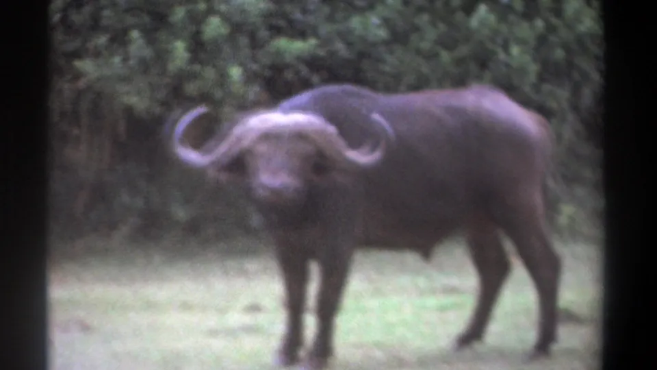 1969 Kenya 8mm frame of a buffalo in soft focus, standing in grass before dense trees and looking toward the camera.
