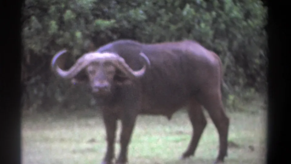 1969 Kenya 8mm frame of an African buffalo paused in a meadow, framed by dark film edges and a leafy background.