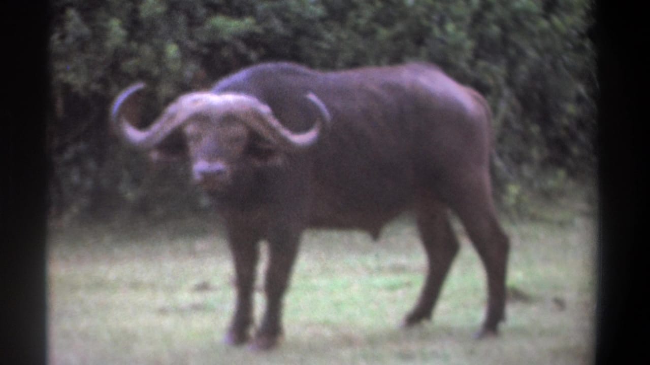 Horned buffalo standing in a grassy clearing with dense foliage behind it.