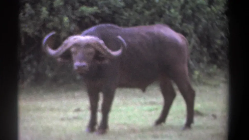 1969 Kenya 8mm frame of a large horned buffalo facing the camera in a grassy clearing backed by green brush.