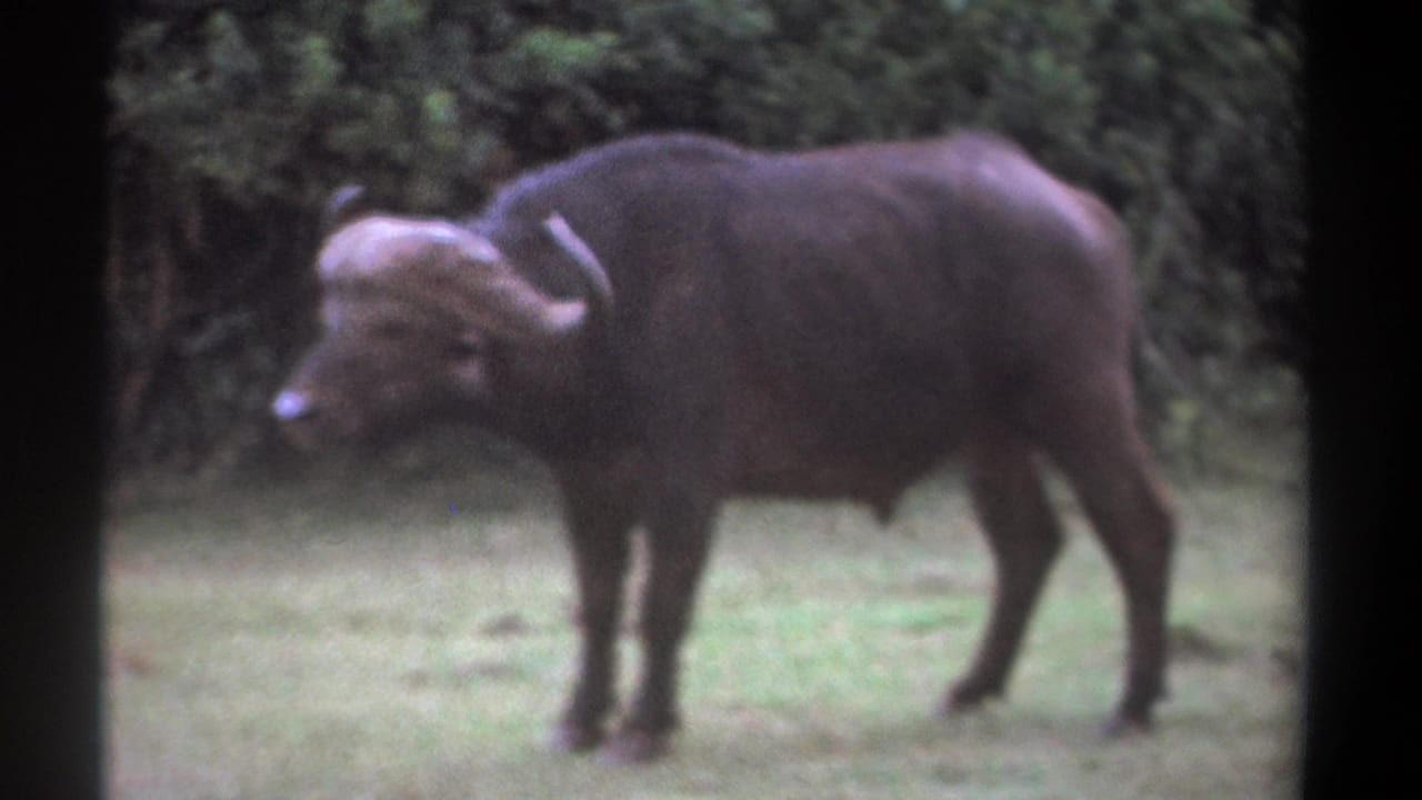 1969 Kenya 8mm frame showing a horned buffalo in side profile on pale grass with dense foliage behind it.
