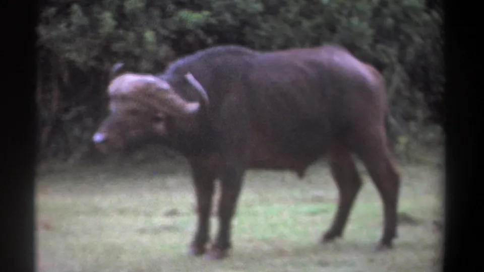 1969 Kenya 8mm frame showing a horned buffalo in side profile on pale grass with dense foliage behind it.