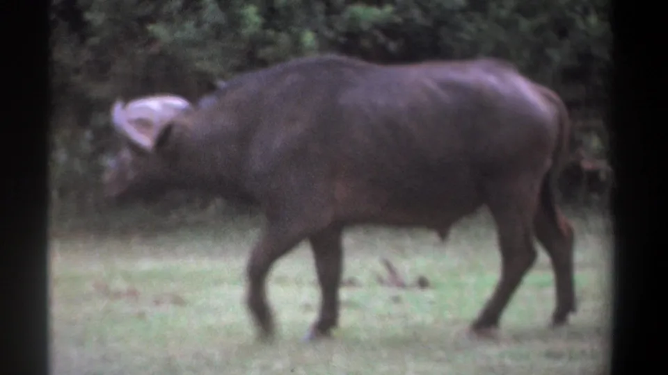 1969 Kenya 8mm frame of a buffalo walking across a grassy clearing, partly softened by home-movie focus and grain.