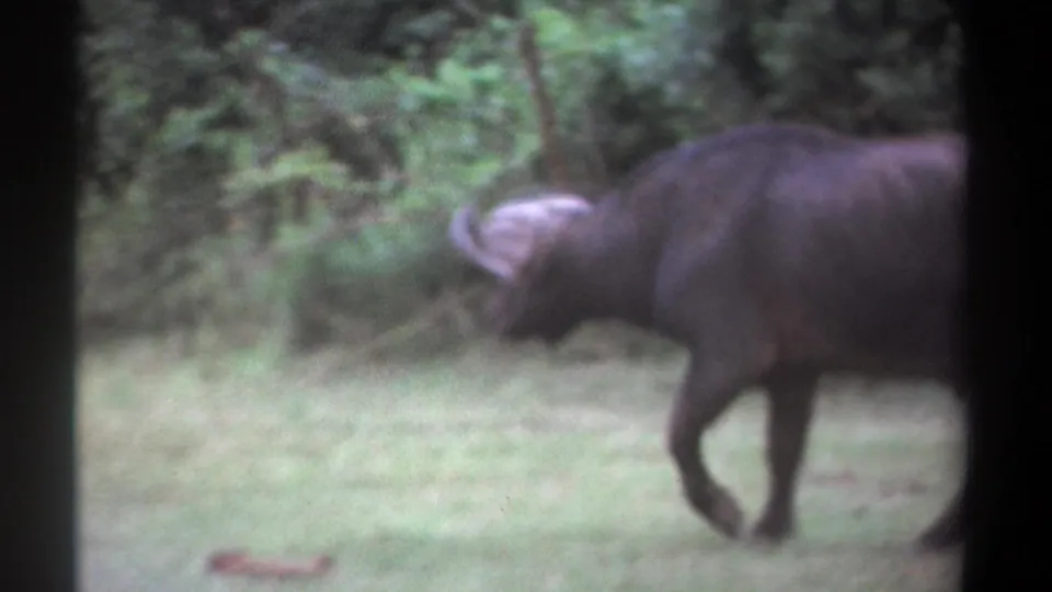 1969 Kenya 8mm frame showing the buffalo partly cropped as it walks out of view across the grassy clearing.