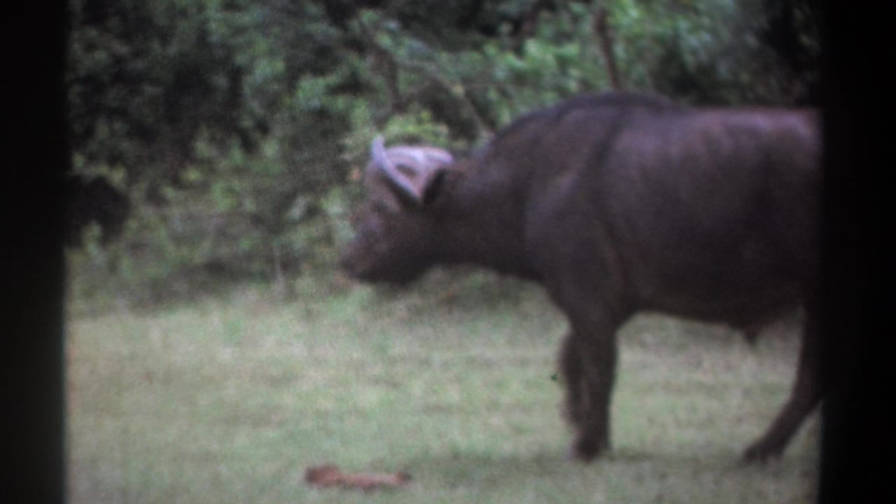 1969 Kenya 8mm frame showing a dark African buffalo in profile, walking across a grassy clearing near dense trees.