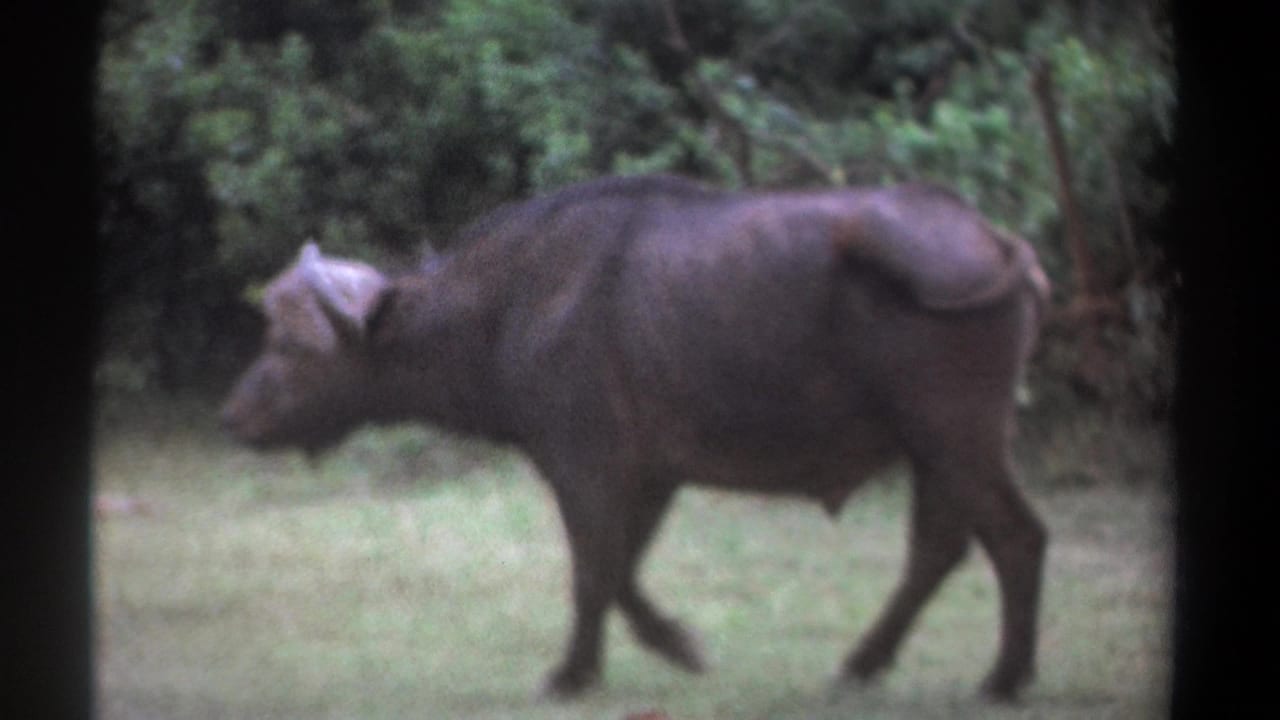 1969 Kenya home-movie frame with a horned buffalo walking left through grass, backed by dense green vegetation.