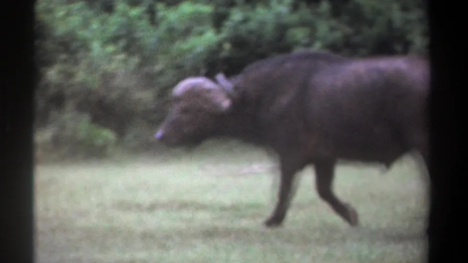 1969 Kenya 8mm frame showing the buffalo closer and partly cropped as it passes through the grassy clearing.