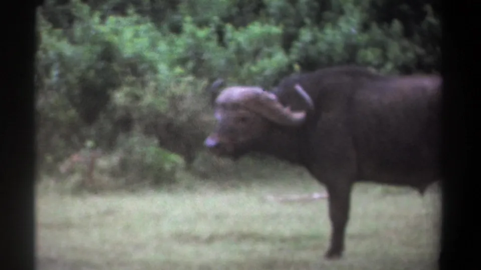 1969 Kenya home-movie frame with the buffalo partly at right, its pale curved horns visible against green brush.
