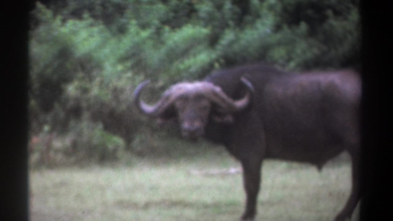 1969 Kenya 8mm frame showing a dark African buffalo with curved horns standing near forest vegetation.