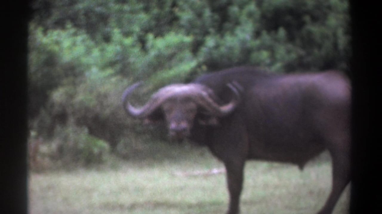 1969 Kenya 8mm still of a buffalo looking toward the camera from a grassy forest edge.