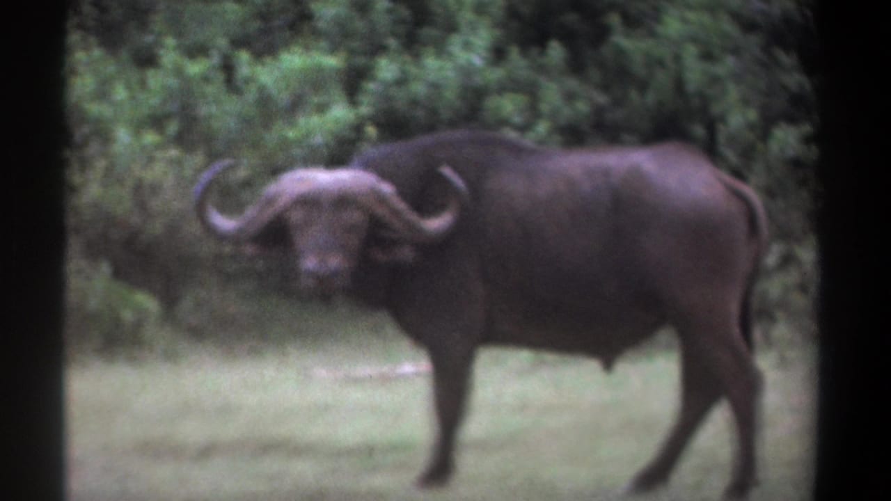 1969 Kenya 8mm frame showing an African buffalo with curved horns standing in a grassy clearing before dense foliage.