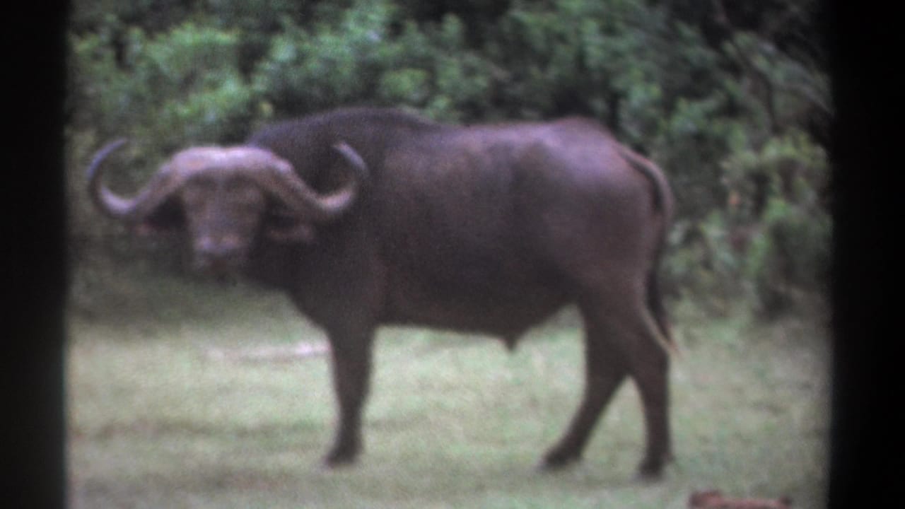 1969 Kenya 8mm frame with a horned African buffalo in open grass against a backdrop of thick green vegetation.