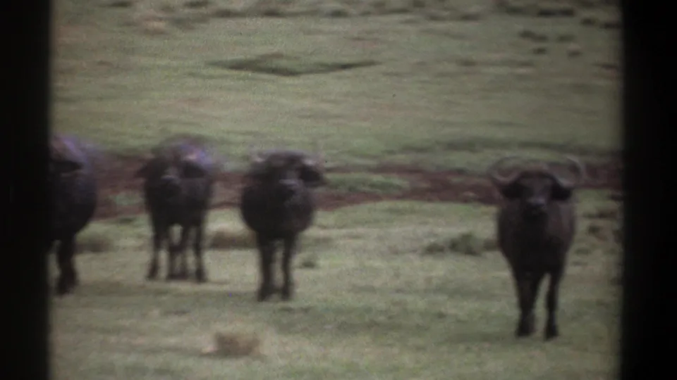 1969 Kenya 8mm frame showing a small group of African buffalo spread across a grassy field.