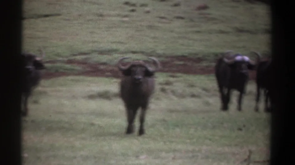 1969 Kenya 8mm frame showing several African buffalo in grassland, including one facing the camera near center.
