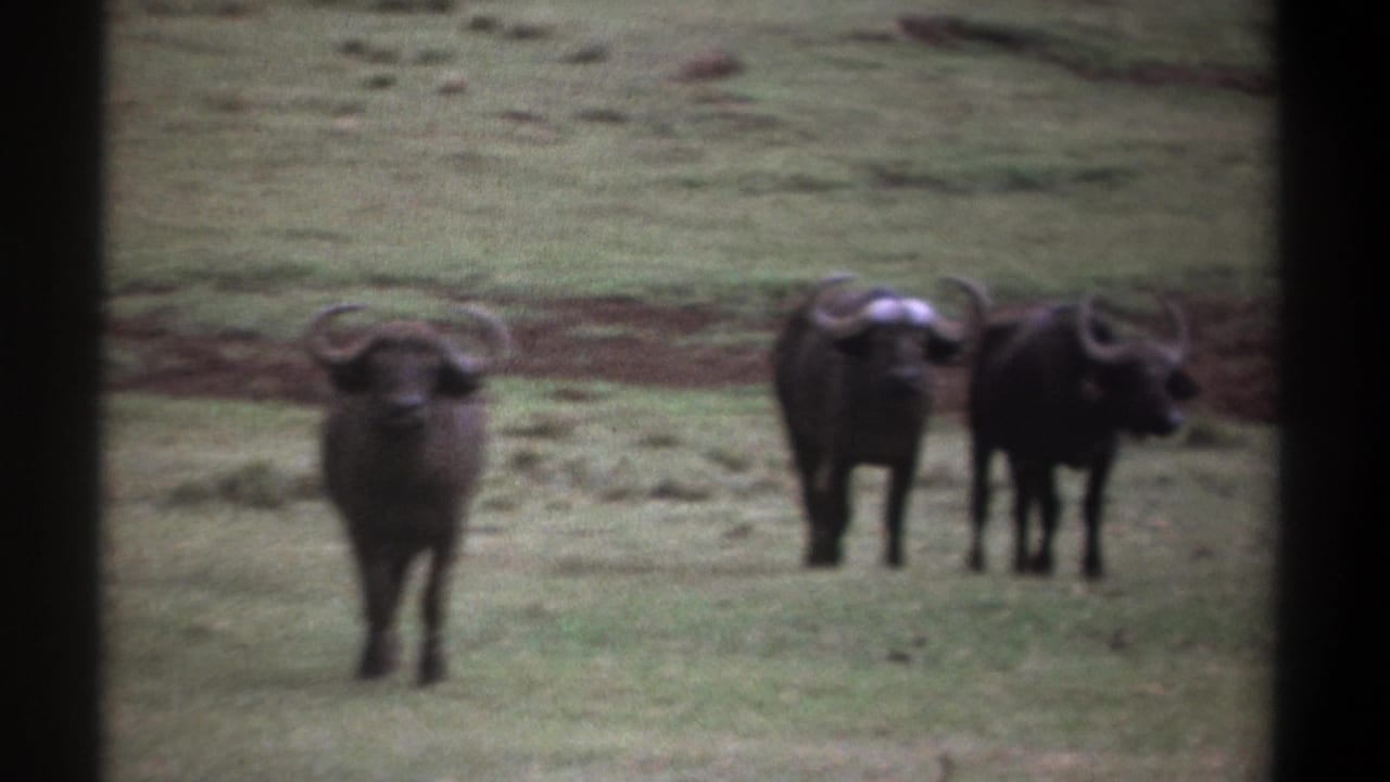 1969 Kenya 8mm frame showing several African buffalo standing in grassy savanna, one nearer the camera and others grouped behind.