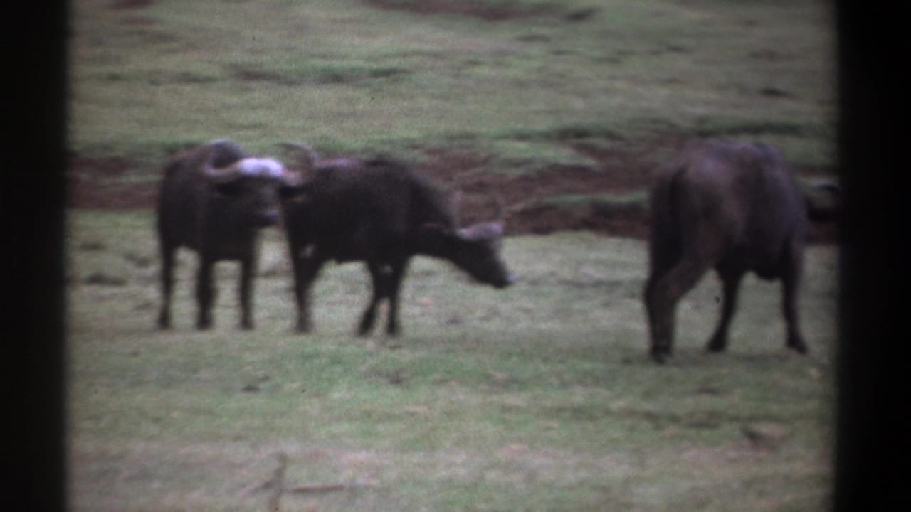 Several buffalo graze and stand across a grassy savanna field.
