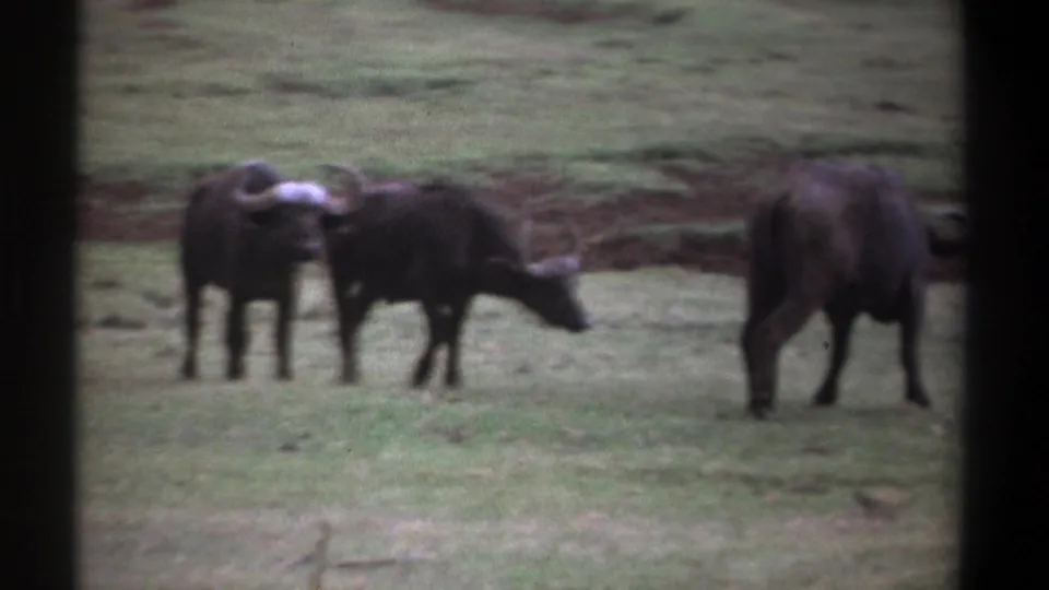 1969 Kenya 8mm frame with buffalo spread across open grassland, including one animal grazing near the right edge.