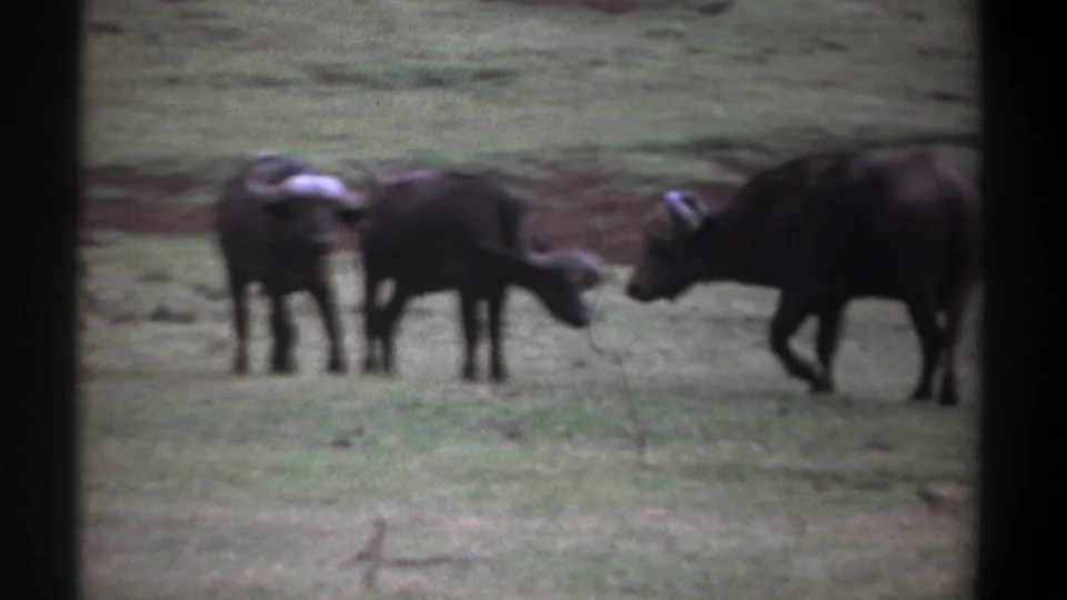 1969 Kenya 8mm frame showing buffalo grouped in a grassy savanna while a larger animal moves in from the right side.