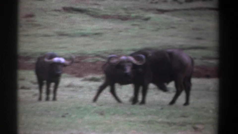 1969 Kenya 8mm frame with two African buffalo close together in the foreground and another buffalo standing behind them in grassland.