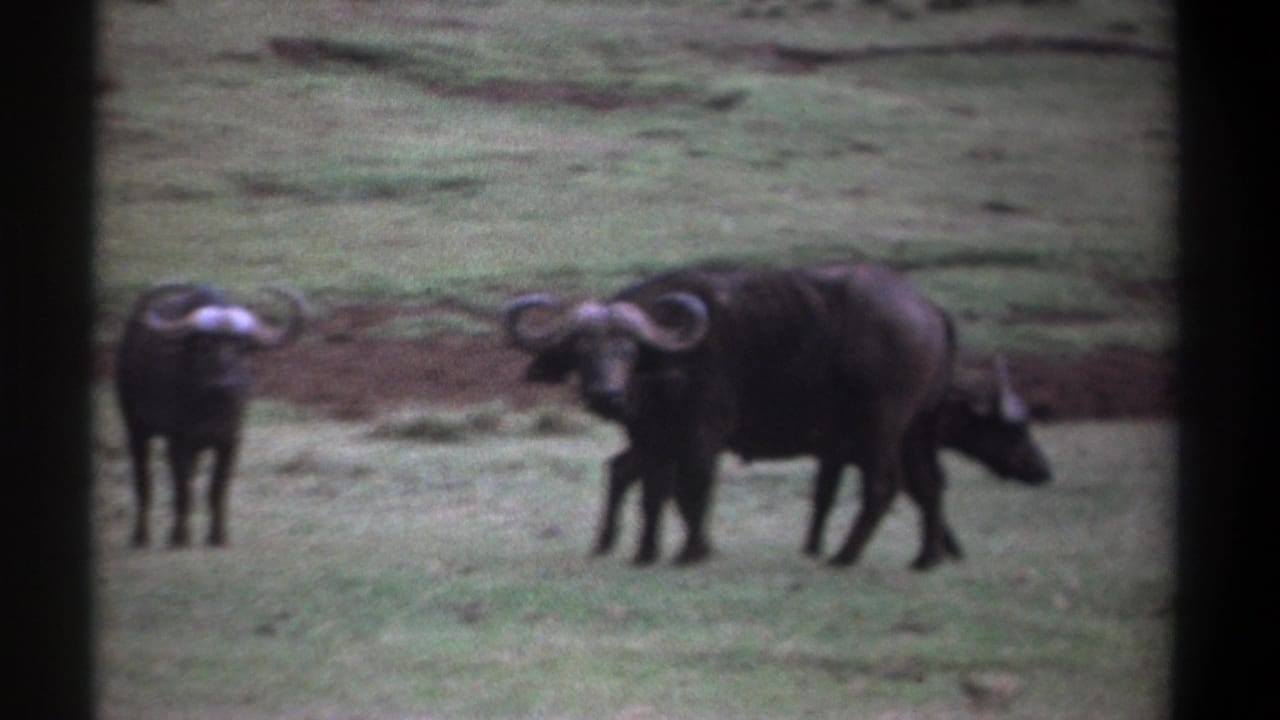 1969 Kenya 8mm frame showing two Cape buffalo in open grass, one front-facing and one broadside, with soft focus and film borders.