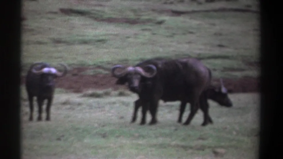 1969 Kenya 8mm frame showing two Cape buffalo in open grass, one front-facing and one broadside, with soft focus and film borders.