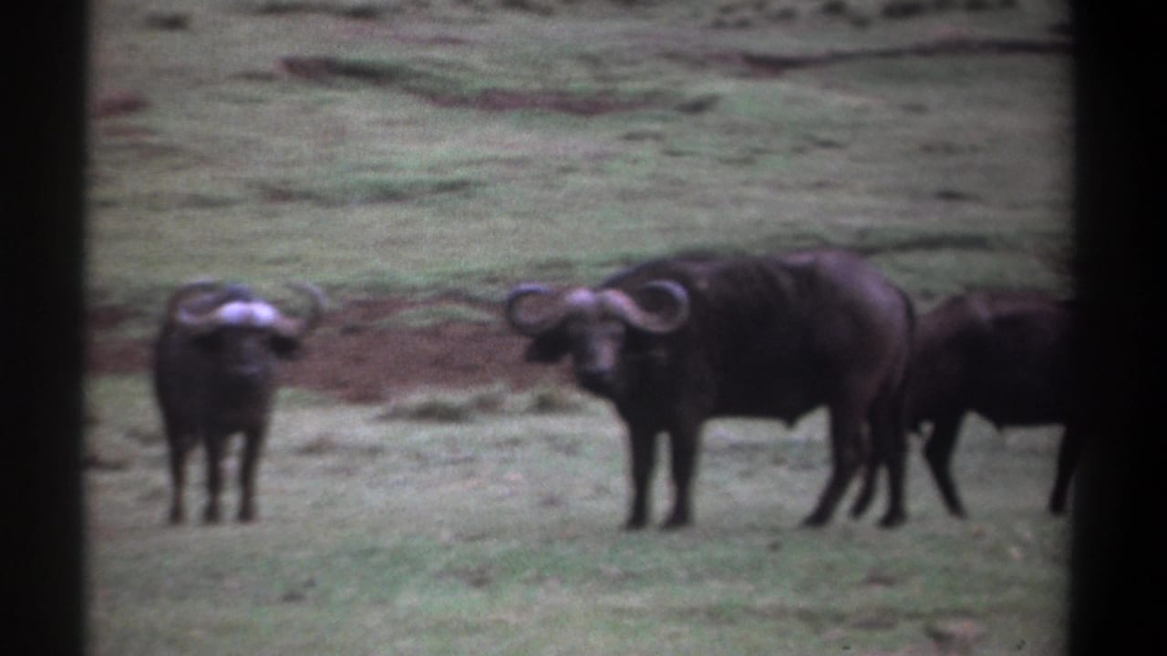 1969 Kenya 8mm frame with buffalo in a grassy savanna, including a broadside horned animal and another partly entering the edge.