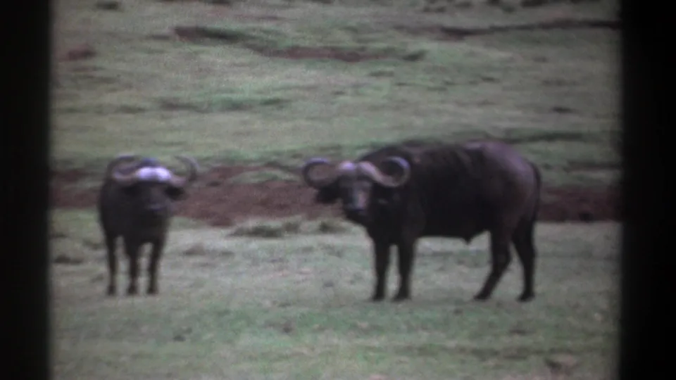1969 Kenya 8mm frame showing two Cape buffalo separated in open grassland, with muted color and soft home-movie focus.