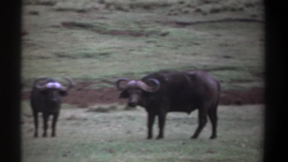 1969 Kenya 8mm frame with two Cape buffalo in open grass, the larger animal angled toward camera under visible film grain.