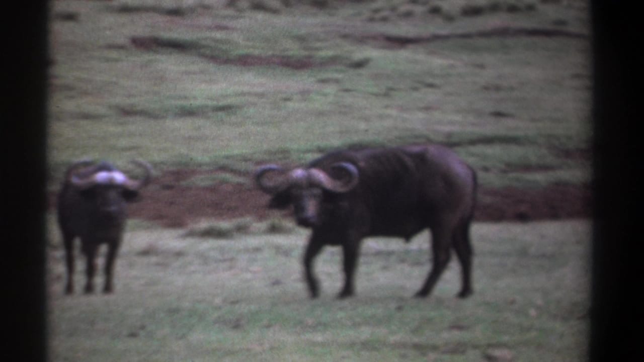 Two dark buffalo with curved horns stand on grassy open ground behind dark film borders.