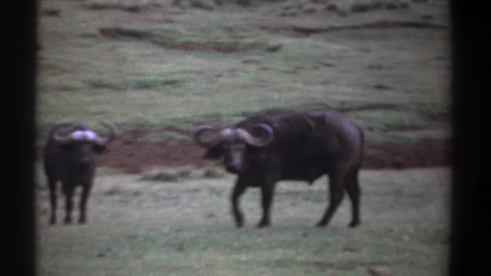 1969 Kenya home-movie frame showing two African buffalo on open grassland, with soft focus, muted color, and dark projector-like borders.